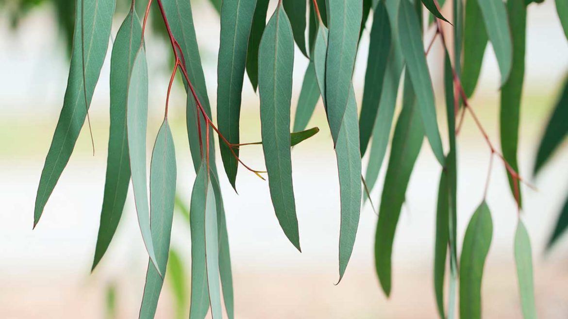 What Does Eucalyptus Smell Like? Fomoconews